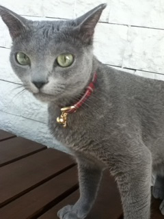 猫 首輪