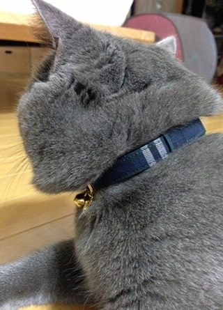 猫 首輪