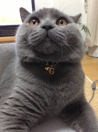 猫 首輪