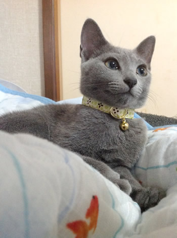 猫 首輪