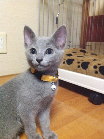 猫 首輪