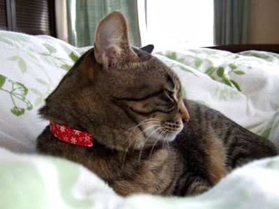猫 首輪