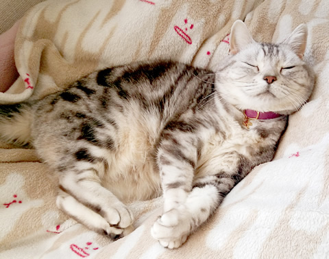 猫 首輪