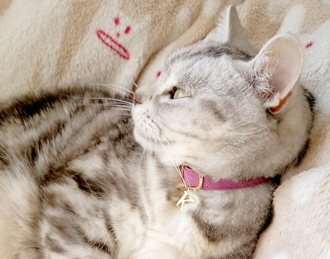 猫 首輪