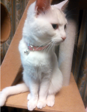 猫 首輪