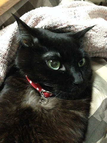 猫 首輪