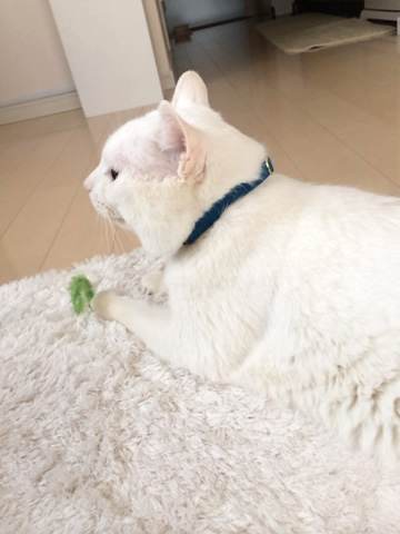 猫 首輪