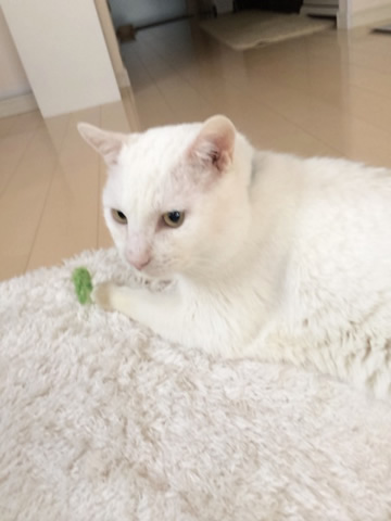 猫 首輪