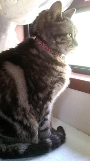 猫 首輪