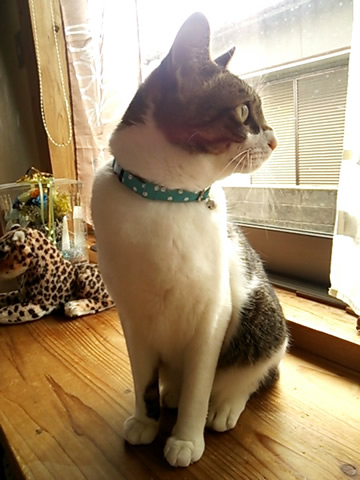 猫 首輪