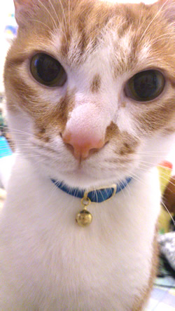 猫 首輪