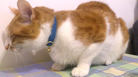 猫 首輪
