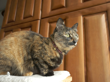 猫 首輪