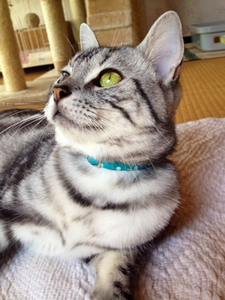 猫 首輪
