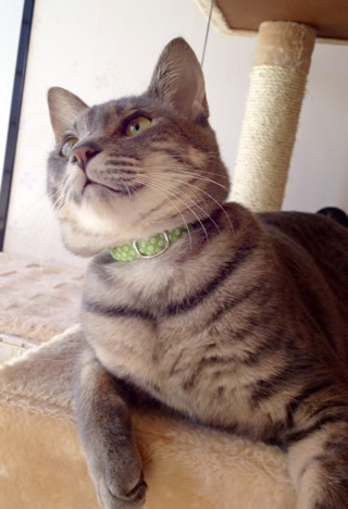 猫 首輪