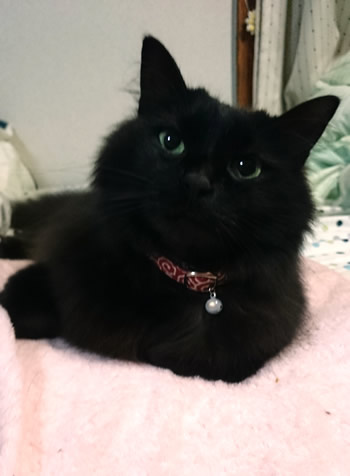 猫 首輪