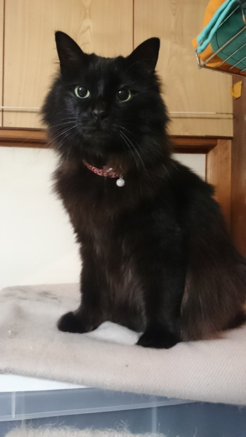 猫 首輪