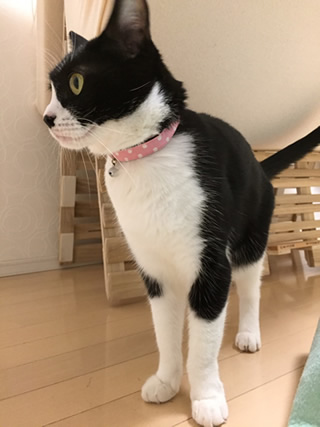 猫 首輪