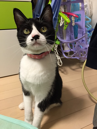 猫 首輪