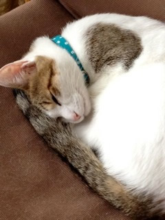 猫首輪