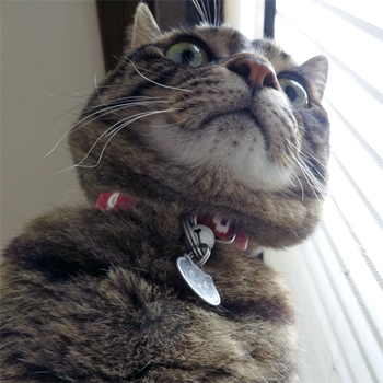 猫 首輪