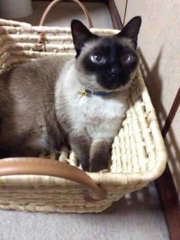 猫 首輪