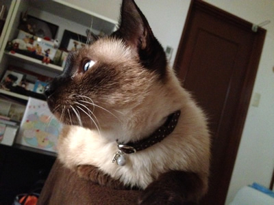 猫 首輪