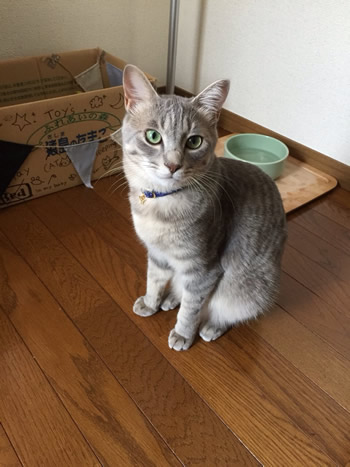 猫の首輪 口コミ