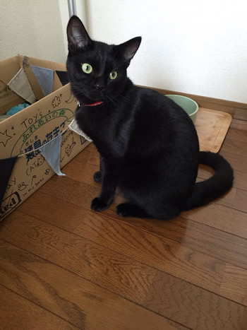 猫の首輪 口コミ