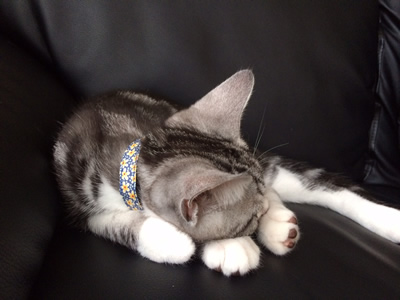 猫の首輪 お客様からの写真
