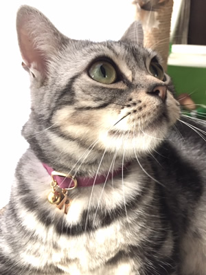 猫 首輪 お客様からの写真