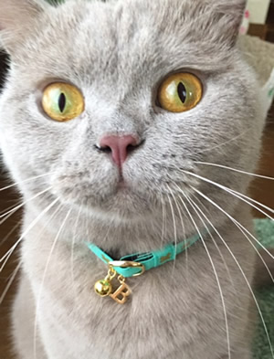 猫 首輪 お客様からの写真