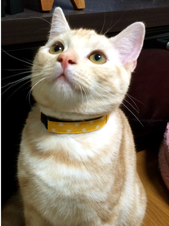 猫 首輪 お客様の声