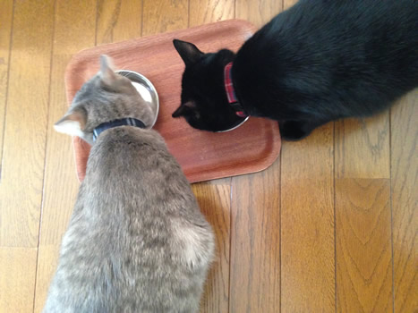 猫 首輪 お客様からの写真