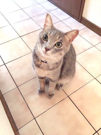 猫 首輪 お客様からの写真