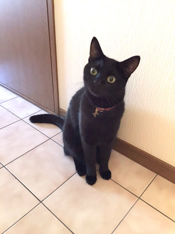 猫 首輪 お客様からの写真