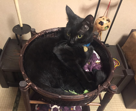 猫 首輪 お客様からの写真