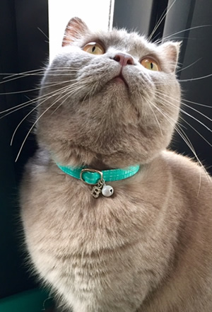 猫 首輪 お客様からの写真