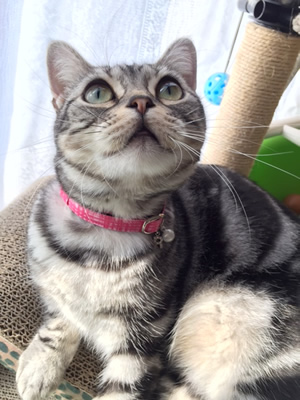 猫 首輪 お客様からの写真