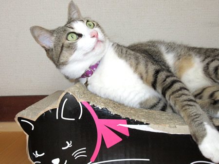 猫 首輪 お客様からの写真