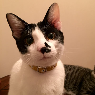 猫 首輪 お客様からの写真