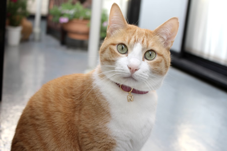猫 首輪