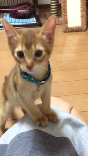 猫 首輪 お客様からの写真