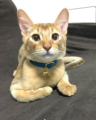 猫 首輪 お客様からの写真