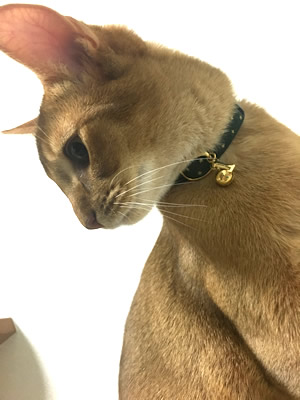 猫 首輪 お客様からの写真