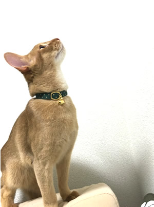 猫 首輪 お客様からの写真