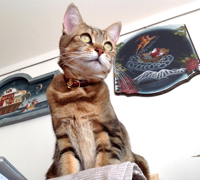 猫の首輪 お客様からの写真
