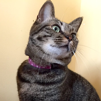 猫の首輪 お客様からの写真