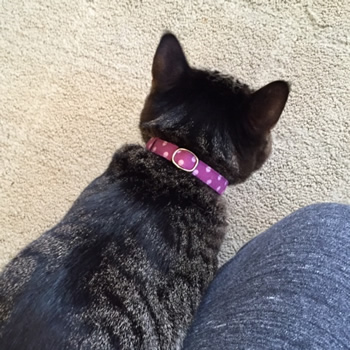 猫の首輪 お客様からの写真