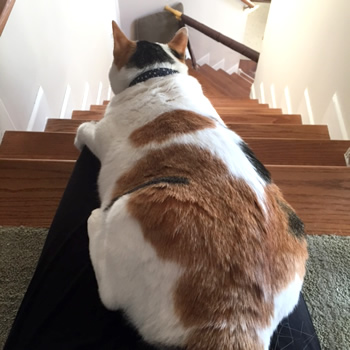 猫の首輪 お客様からの写真